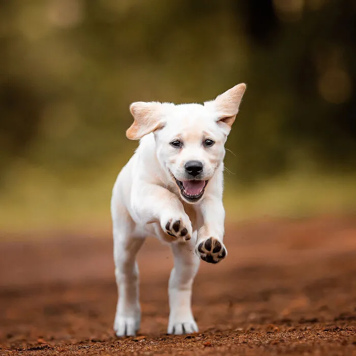 15 Dog Pictures I’ve Captured During Golden Hour