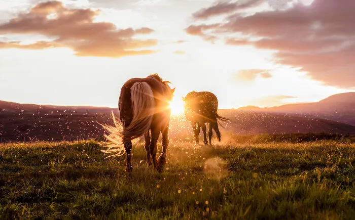 After Having Visited Iceland For 9 Days, I Decided It Was Going To Be My New Home (28 Pics)