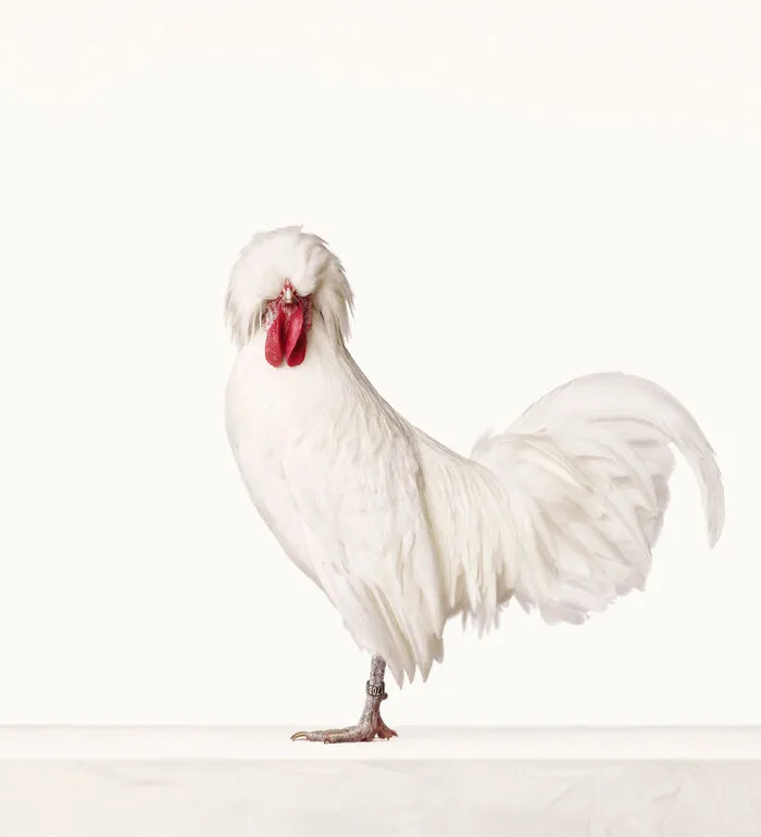 Here Are 15 Photos By This Artist That Reveal How Hens And Roosters Are Walking Pieces Of Art