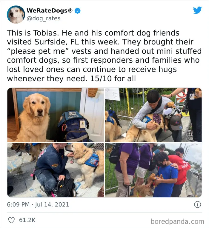 This Twitter Account Rates People's Dogs And It's Hilarious (50 New Pics)