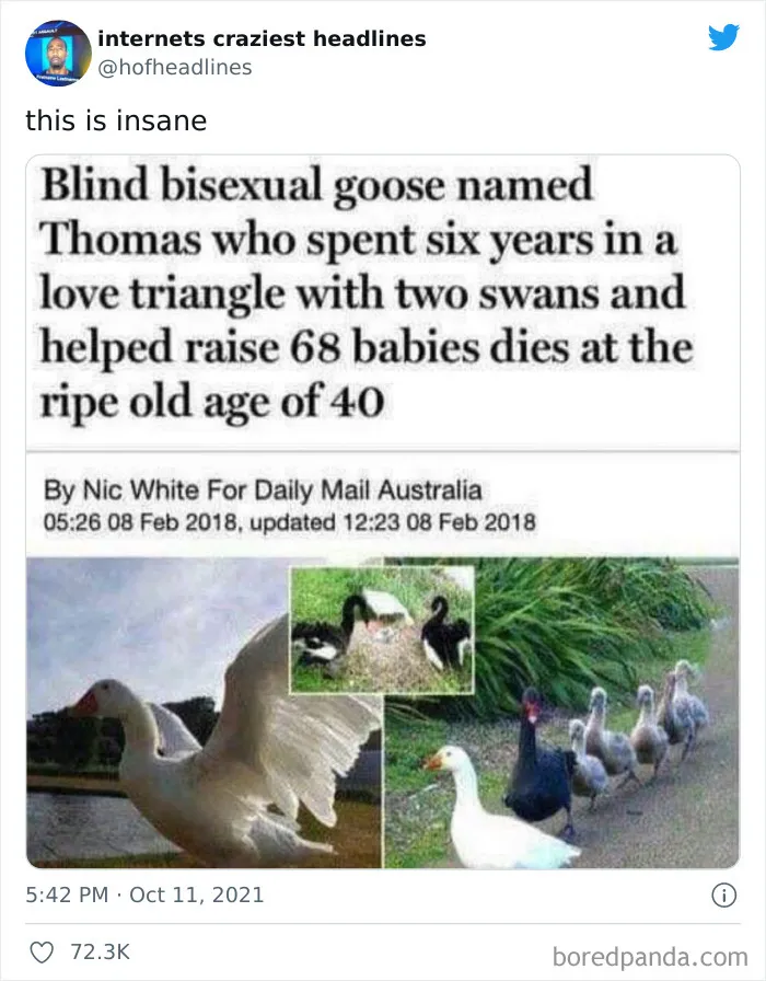 This Twitter Account Posts The Funniest Headlines Spotted Online (50 Pics)