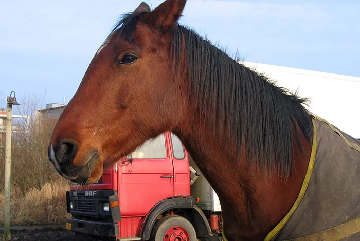 Working With Horses