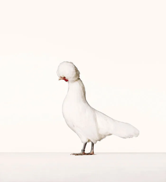 Here Are 15 Photos By This Artist That Reveal How Hens And Roosters Are Walking Pieces Of Art