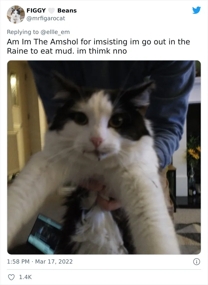 35 AITA Posts That Are Funny Because They Are Written From A Cat’s Perspective, Shared In This Twitter Thread