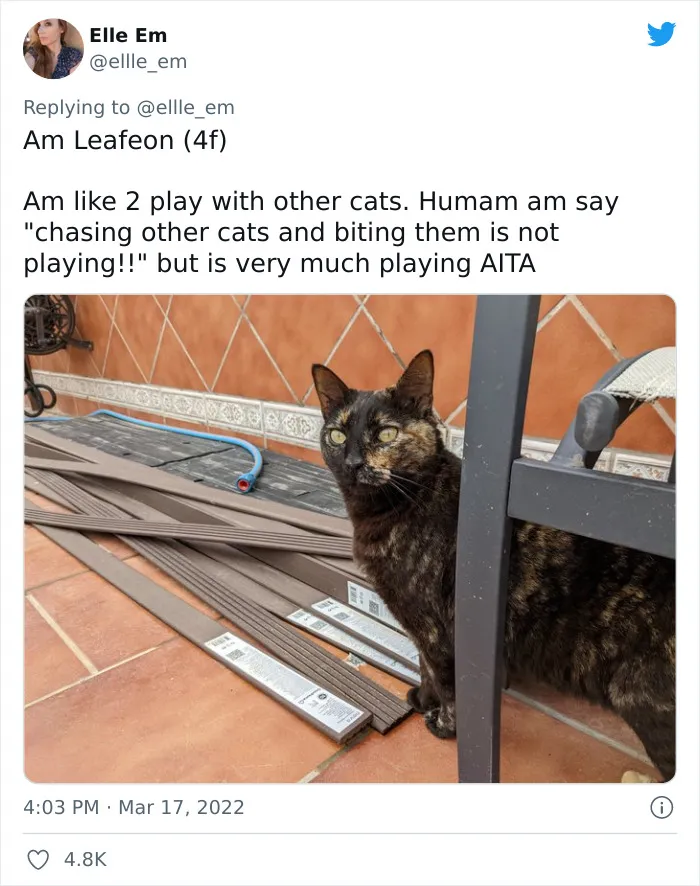 35 AITA Posts That Are Funny Because They Are Written From A Cat’s Perspective, Shared In This Twitter Thread