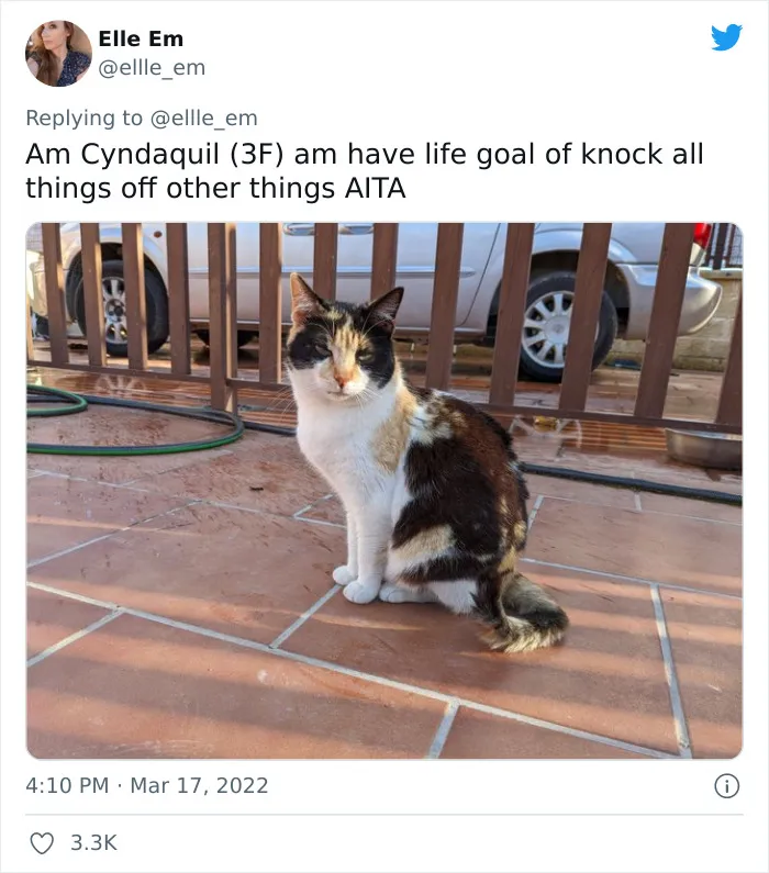 35 AITA Posts That Are Funny Because They Are Written From A Cat’s Perspective, Shared In This Twitter Thread