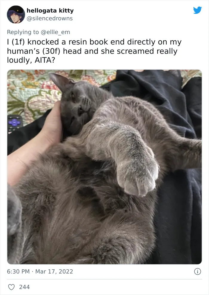 35 AITA Posts That Are Funny Because They Are Written From A Cat’s Perspective, Shared In This Twitter Thread