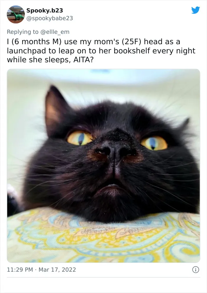 35 AITA Posts That Are Funny Because They Are Written From A Cat’s Perspective, Shared In This Twitter Thread