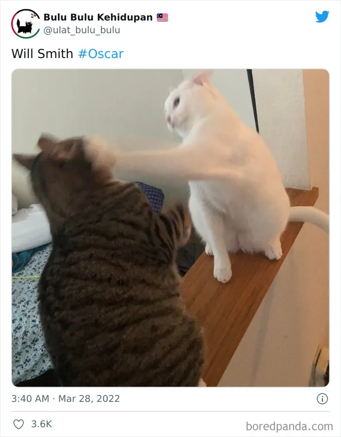 Así reaccionó la gente cuando Will Smith abofeteó a Chris Rock durante la transmisión en vivo de los Oscars (20 Publicaciones)