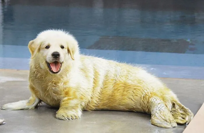 Golden Reseaver