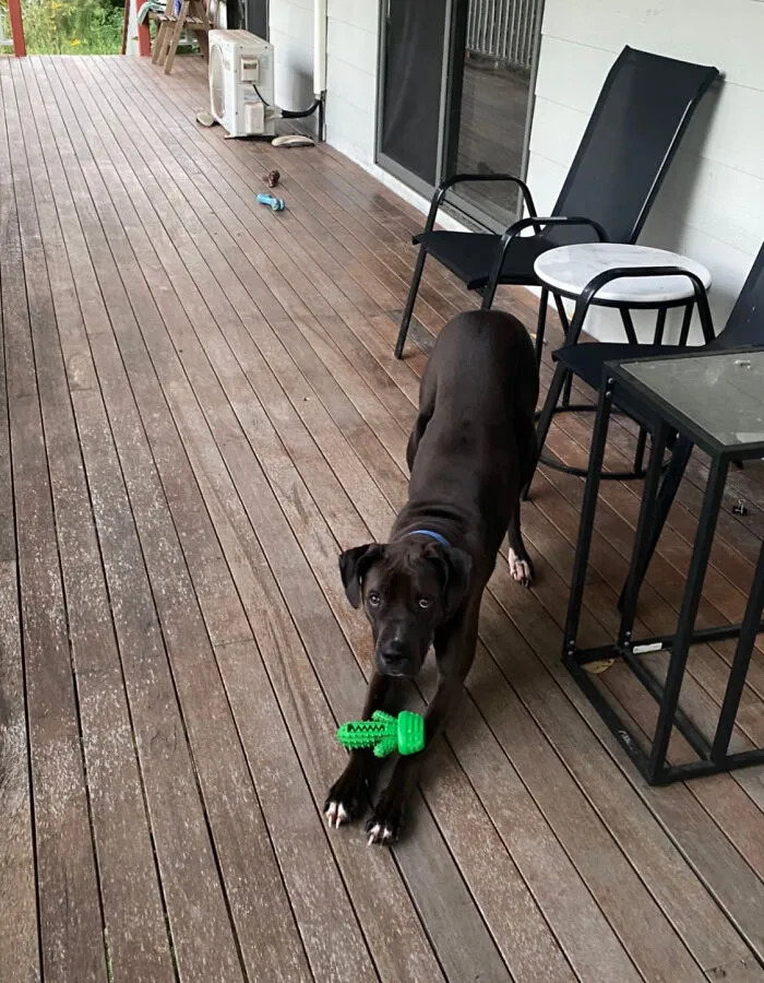 His New Toy Favourite That He Can’t Destroy