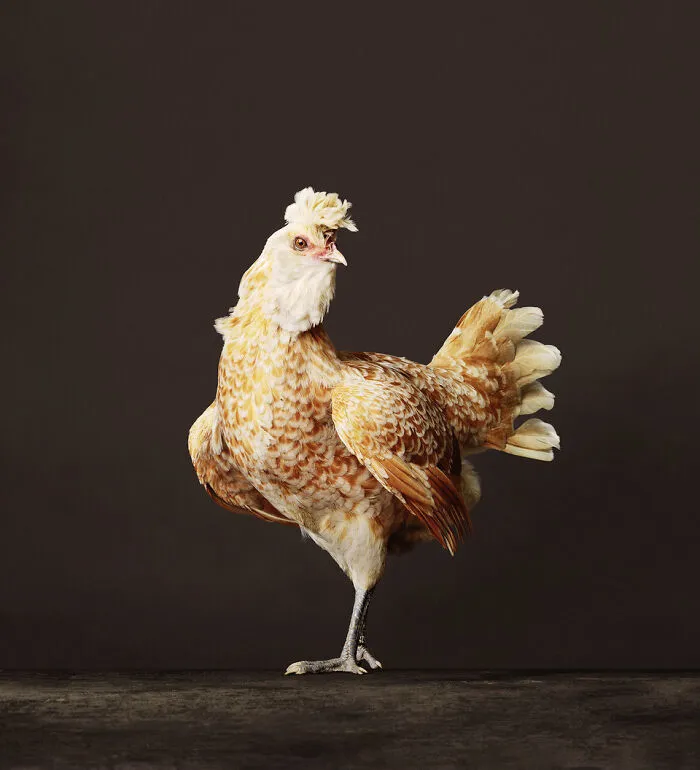 Here Are 15 Photos By This Artist That Reveal How Hens And Roosters Are Walking Pieces Of Art