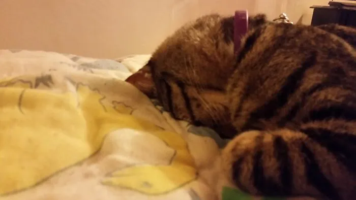 Sleeping On His Head