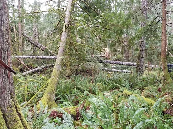 No Picture Either (Here Is One Of Wind Damage Behind My Place)   My Ex Sil Came Back From Vacation In The Carribian With Gifts For All. She Presented Me With A Stuffed Frog Playing A Guitar And Mounted On A Stuffed Turtle. I Have Long Since Given Them A Proper Burial.