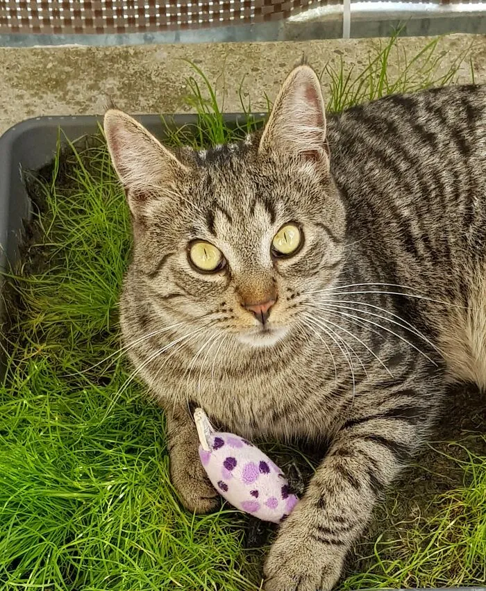 Charlie And His Favourite Mouse