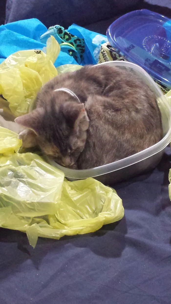 Well...i Had A New Bowl...