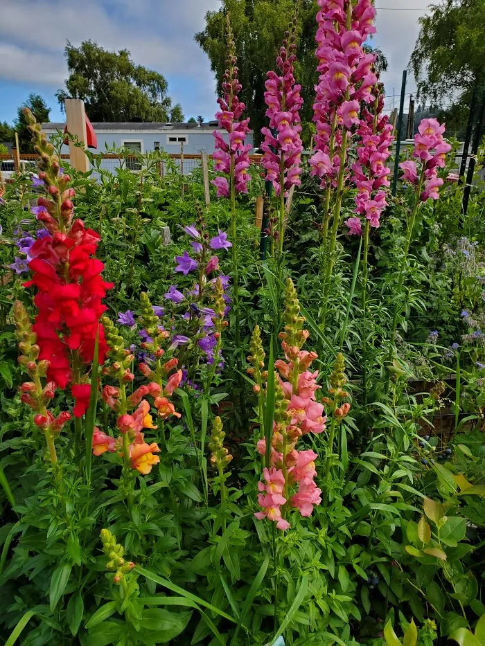 My Garden