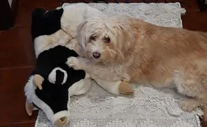 Hey Pandas, Post A Picture Of Your Pet With Their Favorite Toy