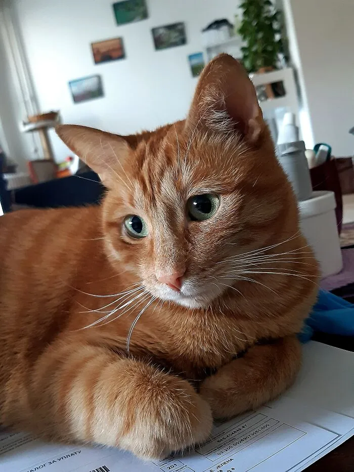 Too Much Work, Human! 😊