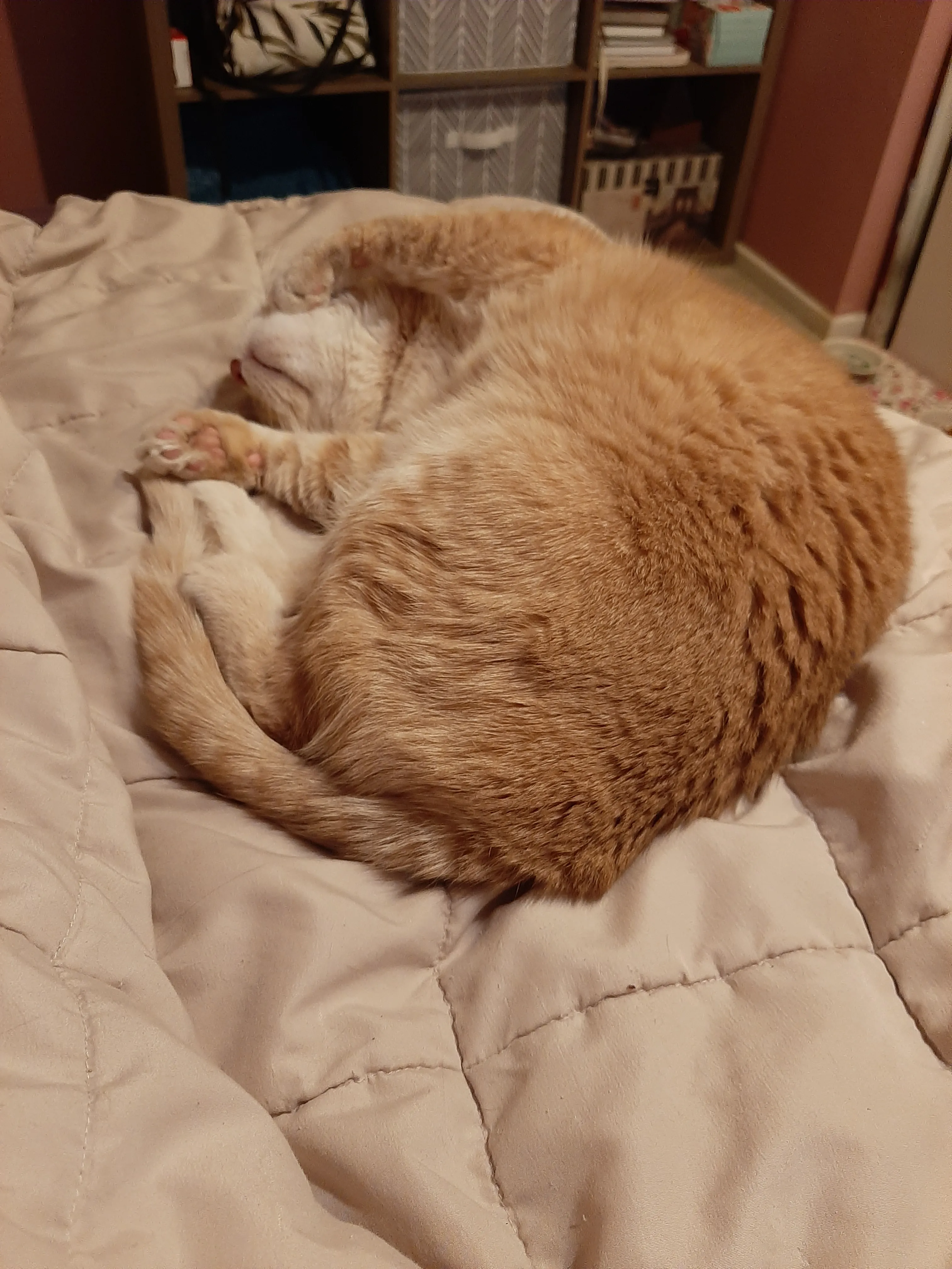 10 Times My Cat Brought The Cuteness