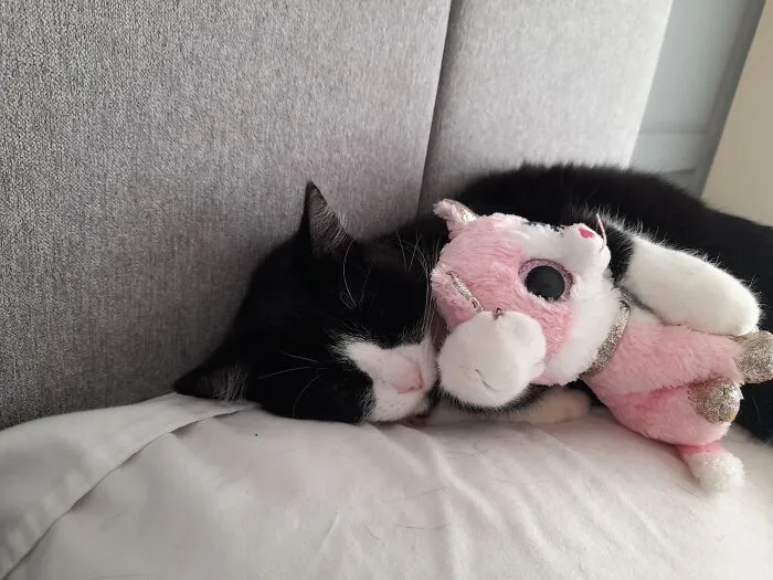 Cosy