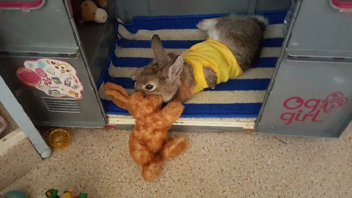 His Favorite Bunny!