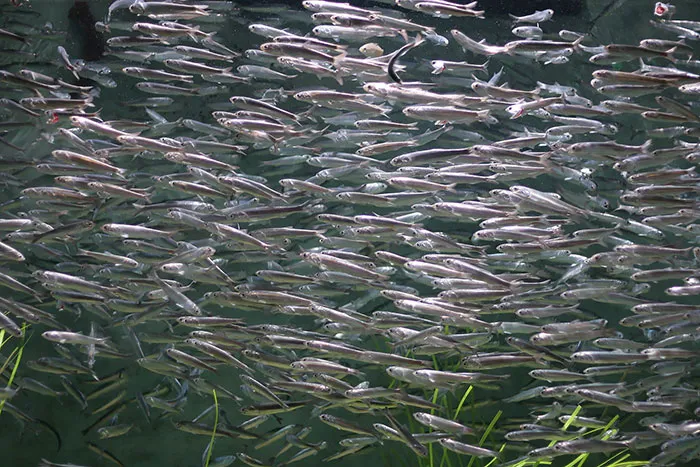 Anchovies