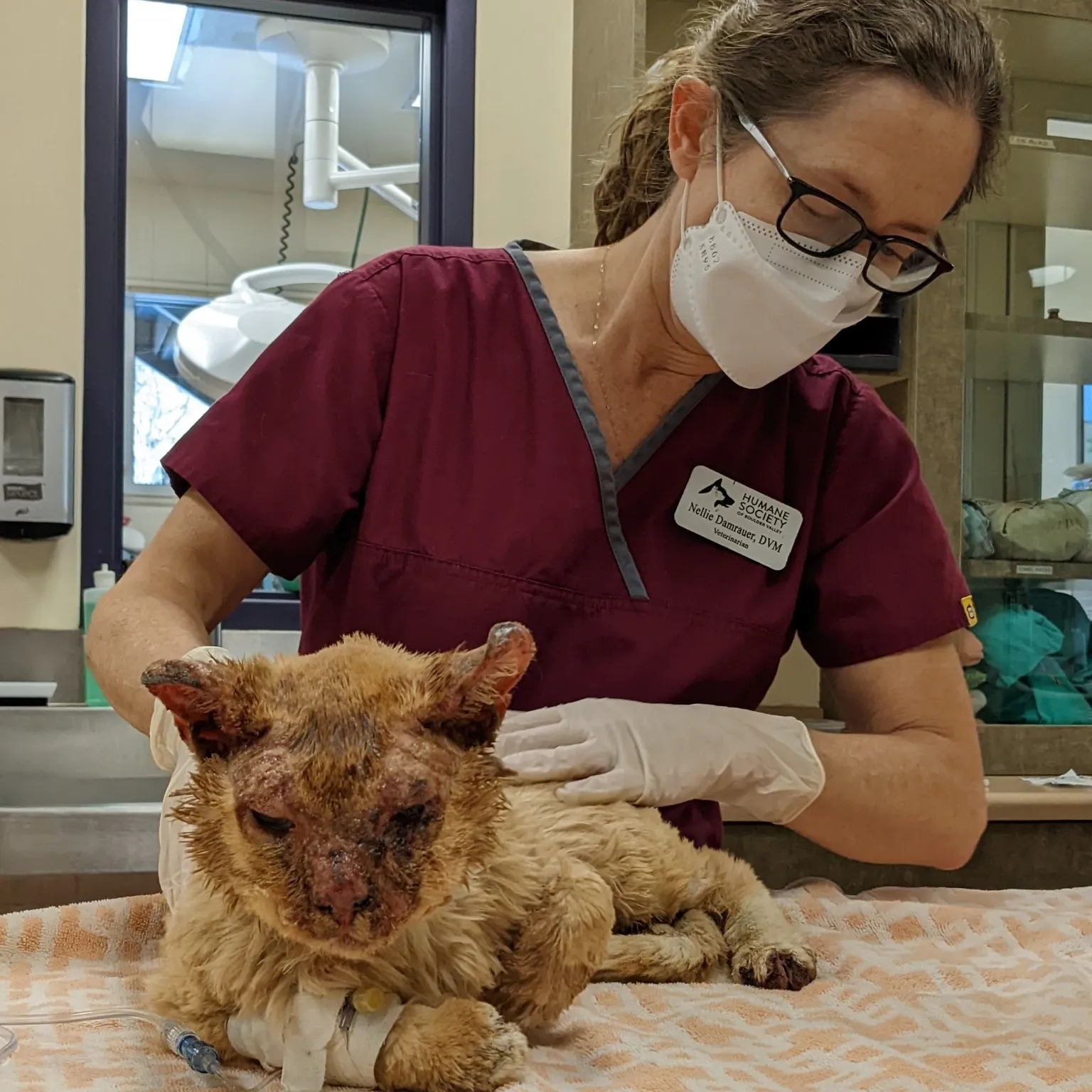 Meet Boots The Lost Cat In The Snowstorm Who Was Brought Home By Fire After 1 Year