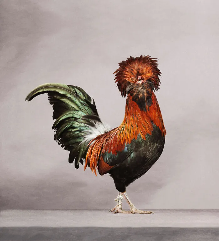 Here Are 15 Photos By This Artist That Reveal How Hens And Roosters Are Walking Pieces Of Art