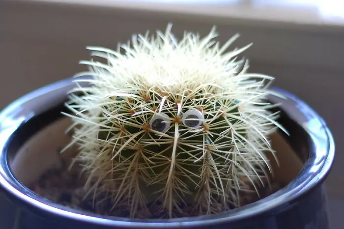 Googly Eyes Are Always A Good Choice