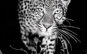 Creature Of The Night
