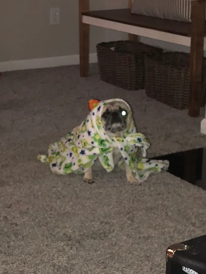 This Is My Dog Frankie