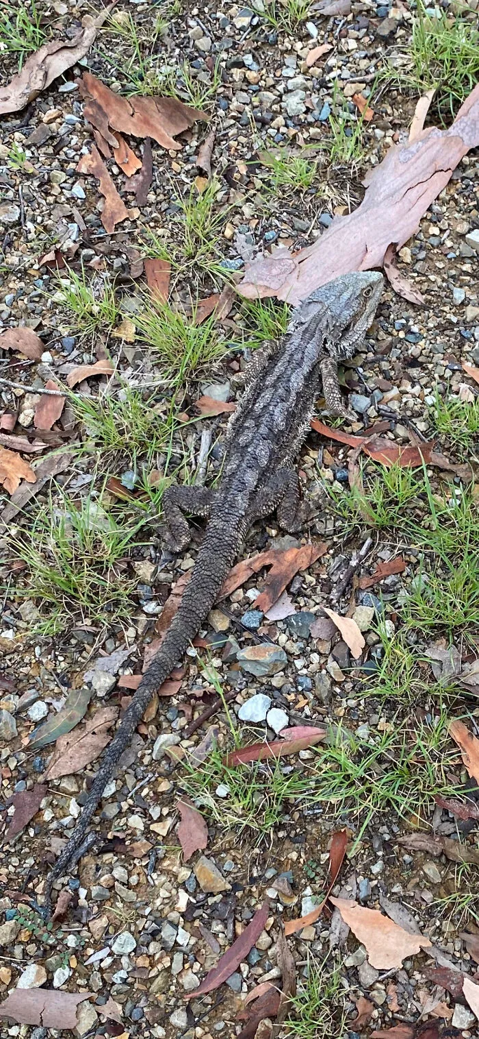 Not A Pet But I Did Find This Reptile In My Driveway