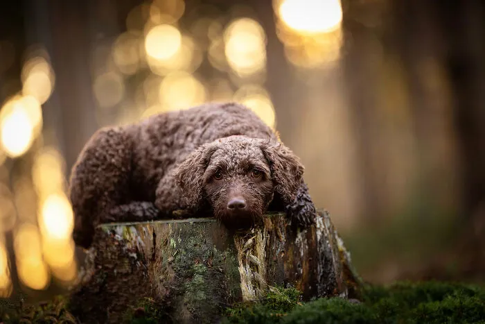 15 Dog Pictures I’ve Captured During Golden Hour