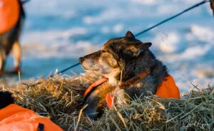 Here Are Some Photos Showing Happy Doggos And Mushers At This Year's Iditarod (12 Pics)