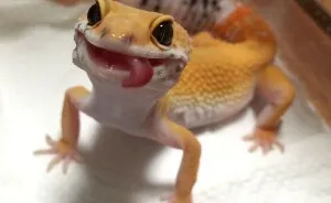 Hey Pandas, Let's See How Many Cute Reptile Pictures We Can Get (Closed)