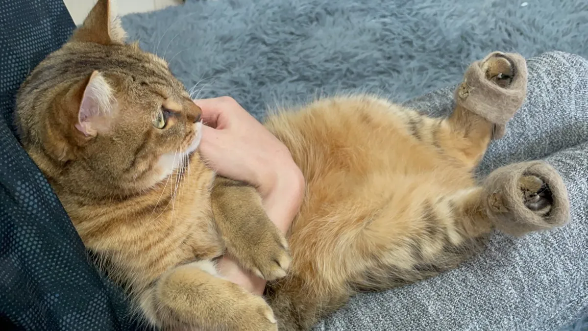 This Cat In Slippers Made From Its Own Fur Is Going Viral