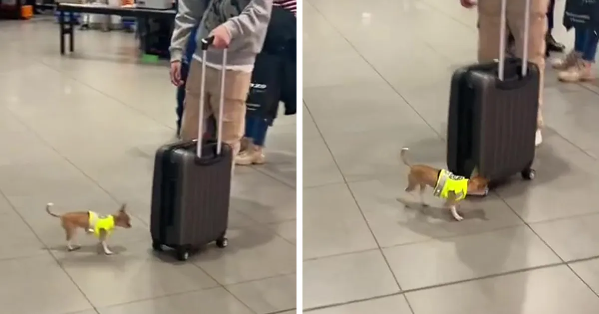 Un video capta al más diminuto perro policía haciendo rondas por un aeropuerto y acumula 9 millones de visitas