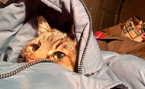 Famous Ukrainian Cat Stepan Flees With His Family, Finds Safety In France