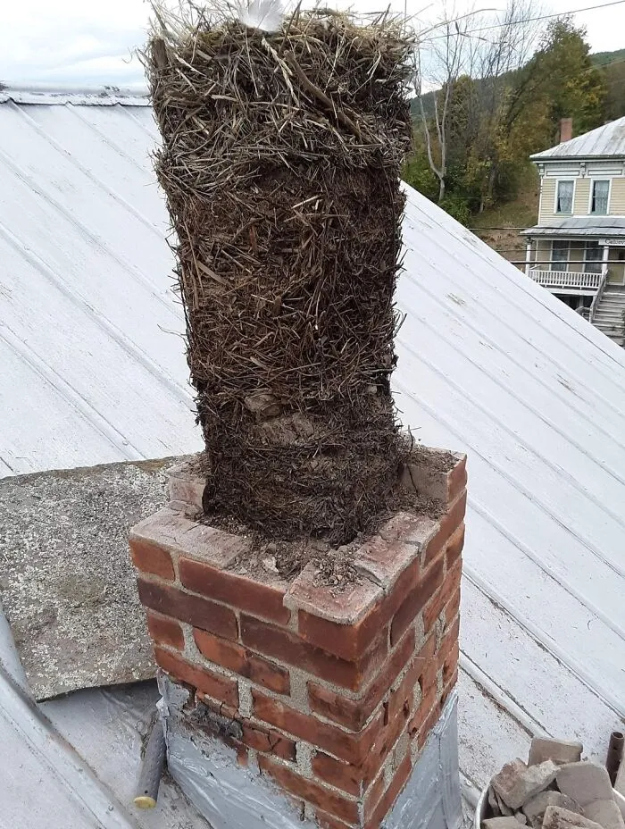 Derribando una chimenea en desuso, tenía en su interior 25 generaciones de nidos de pájaros apilados
