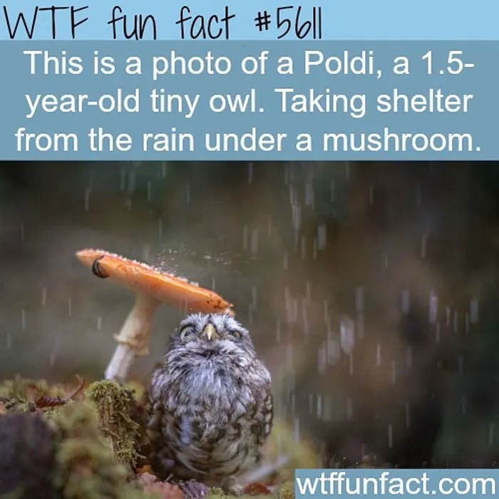 This Instagram Account Collects Mind-Boggling Facts About Our World And Here Are 50 Of The Wildest Ones