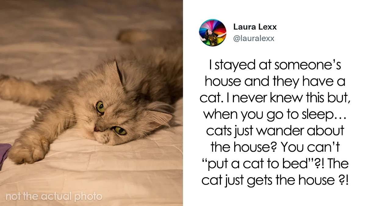 Online Folks Reveal 26 Stories About Cats And Their Engaging Night Routines