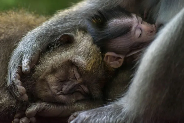 Retratos de animales, oro: Tom Vierus, Fiji