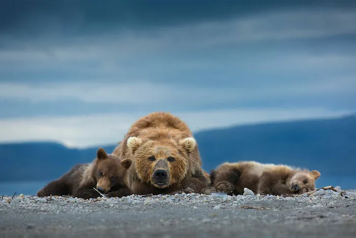 Retratos de animales, plata: Neelutpaul Barua, India