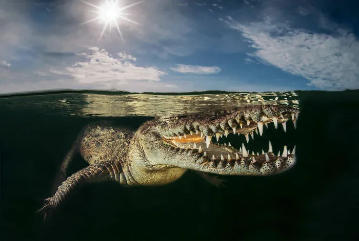 Comportamiento anfibios y reptiles, plata: Massimo Giorgetta, Italia
