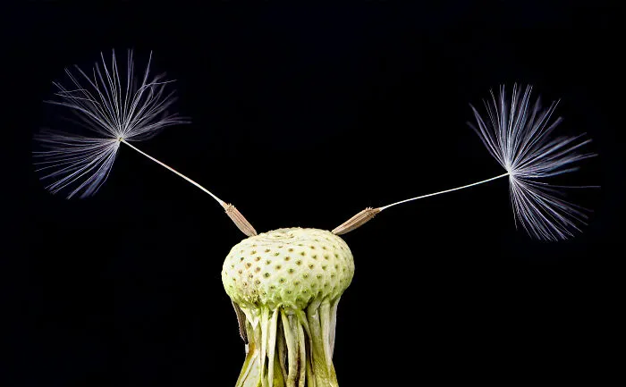 Arte de la naturaleza, plata: Monika Schneider, Alemania