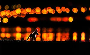 The Winners Of The 2021 World Nature Photography Awards Are Here, And The Pics Are Stunning (30 Pics)
