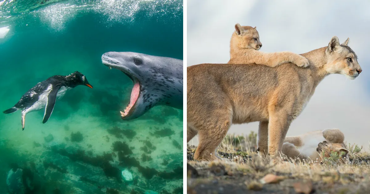 Los ganadores de los Premios Mundiales de Fotografía de la Naturaleza 2021 (WNPA) ya están aquí, y las fotos son impresionantes (30 fotos)
