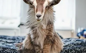 Members Of Online Group Create The Stupidest Animal Hybrids They Can Think Of (40 Pics)