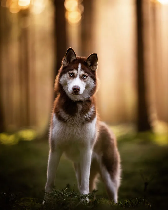 15 Dog Pictures I’ve Captured During Golden Hour